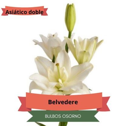 Bulbos de Lilium Asiático Dobles - Imagen 2