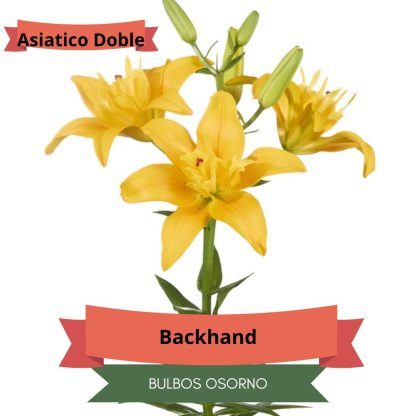 Bulbos de Lilium Asiático Dobles - Imagen 3