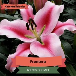 Bulbos de Lilium Oriental Frontera Bulbo XL