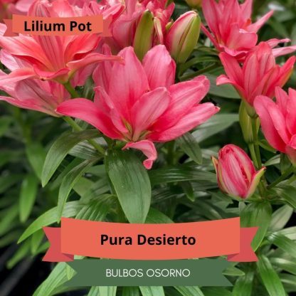 Bulbos Lilium Pot (enanos) - Imagen 4