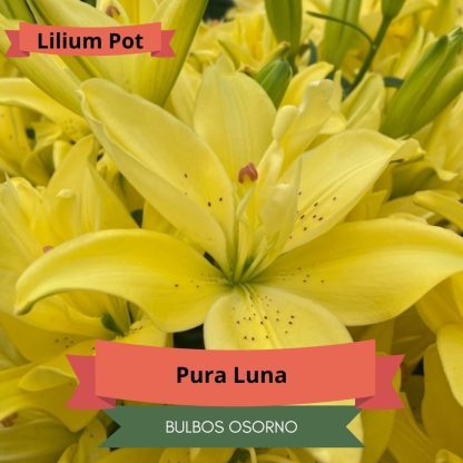 Bulbos Lilium Pot (enanos) - Imagen 3