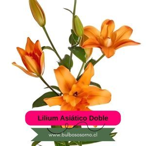 Bulbos de Lilium Asiático Dobles