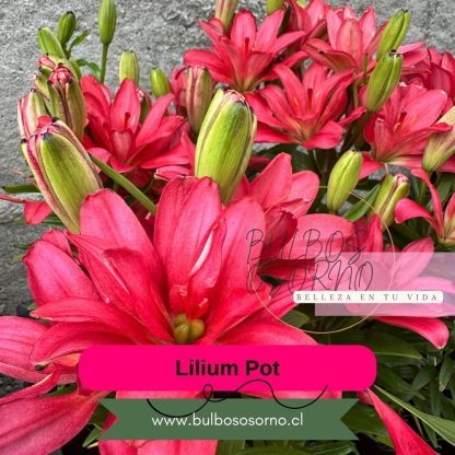 Bulbos Lilium Pot (enanos)