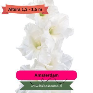 Pack Cormos de Gladiolo Amsterdam