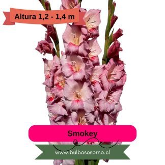Cormos de Gladiolo Smokey