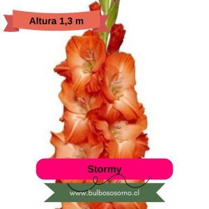 Cormos de Gladiolo Stormy
