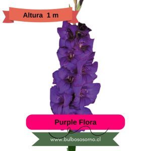 Cormos de Gladiolos Purple Flora