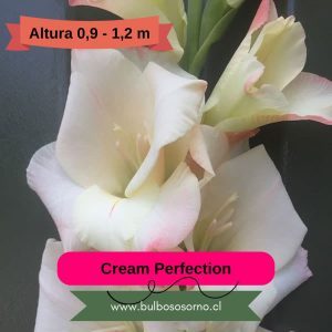 Pack Cormos de Gladiolo Cream Perfection