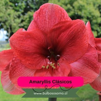 Bulbos de Amaryllis Clásicos
