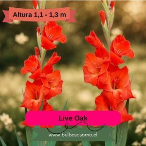 Pack Cormos de Gladiolo Live Oak