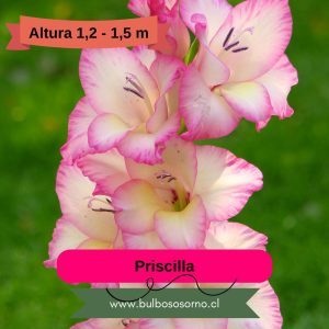 Pack Cormos de Gladiolo Priscilla