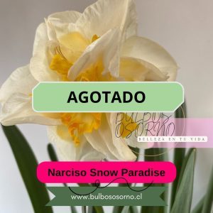 Bulbos de Narcisos Snow Paradise