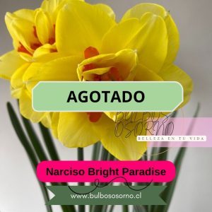 Bulbos de Narcisos Bright Paradise