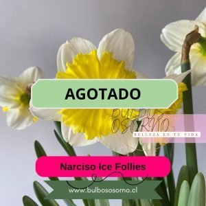 Bulbos de Narcisos Ice Follies