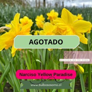 Bulbos de Narcisos Yellow Paradise