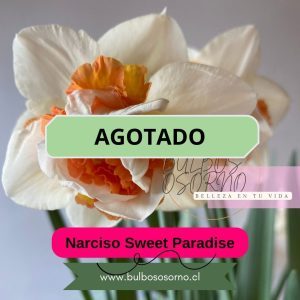 Bulbos de Narcisos Sweet Paradise