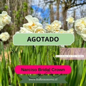 Bulbos de Narcisos Bridal Crown