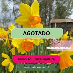 Bulbos de Narcisos Estremadura