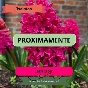 Bulbos de Jacintos Jan Bos