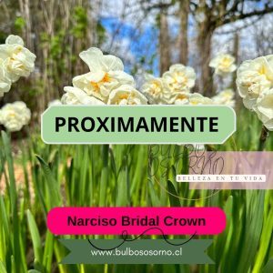 Bulbos de Narcisos Bridal Crown