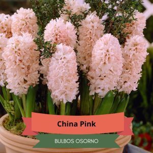 Bulbos de Jacintos China Pink