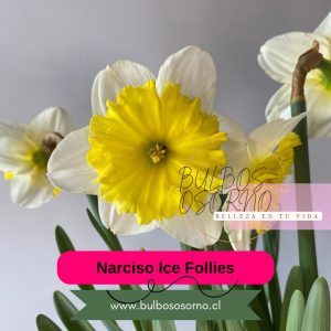 Bulbos de Narcisos Ice Follies