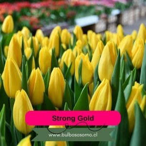 Pack Bulbos de Tulipanes Strong Gold