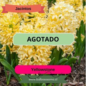Bulbos de Jacintos Yellowstone