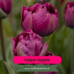 Pack Bulbos de Tulipanes Saigon Double