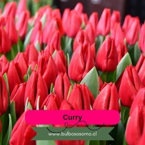 Pack Bulbos de Tulipanes Curry