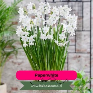 Pack oferta de Bulbos de Narcisos
