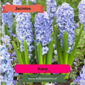 Bulbos de Jacintos Aqua