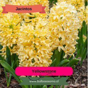 Bulbos de Jacintos Yellowstone
