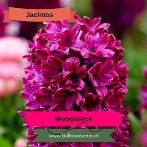 Bulbos de Jacintos Woodstock