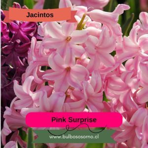 Bulbos de Jacintos Pink Surprise