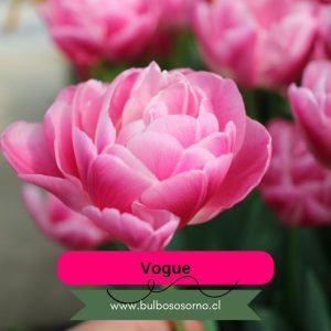 Pack Bulbos de Tulipanes Vogue