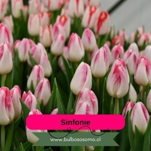 Pack Bulbos de Tulipanes Sinfonie