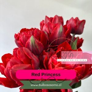 Pack Bulbos de Tulipanes Red Princess