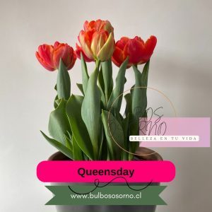 Pack Bulbos de Tulipanes Queensday