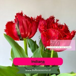 Pack Bulbos de Tulipanes Indiana