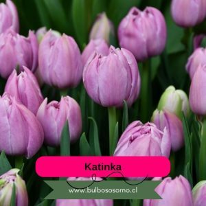 Pack Bulbos de Tulipanes Katinka