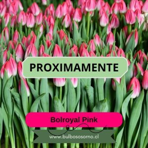 Pack Bulbos de Tulipanes Bolroyal Pink