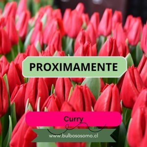 Pack Bulbos de Tulipanes Curry