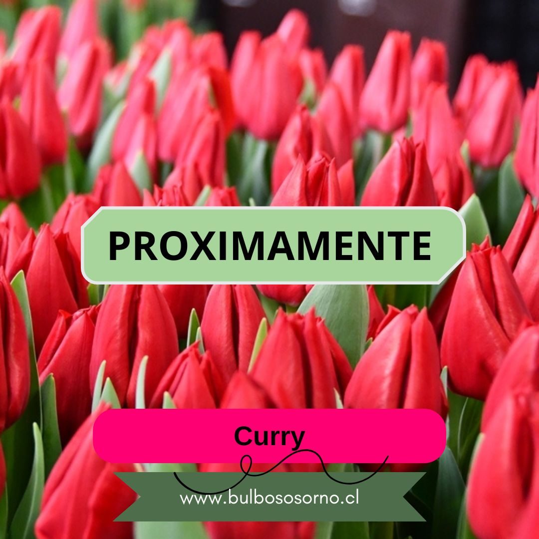 Pack Bulbos de Tulipanes Curry