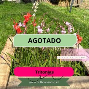 Pack 5 Bulbos de Tritonias