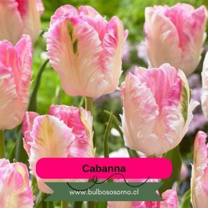 Pack Bulbos de Tulipanes Cabanna