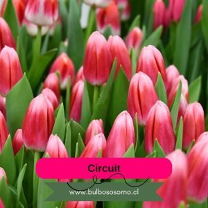 Pack Bulbos de Tulipanes Circuit