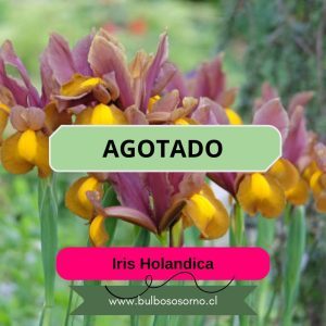 Bulbos de Iris Holandica variedades