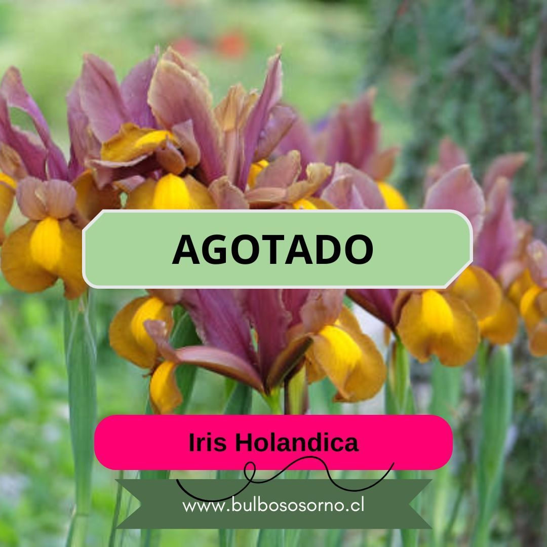 Bulbos de Iris Holandica variedades
