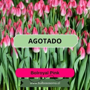 Pack Bulbos de Tulipanes Bolroyal Pink